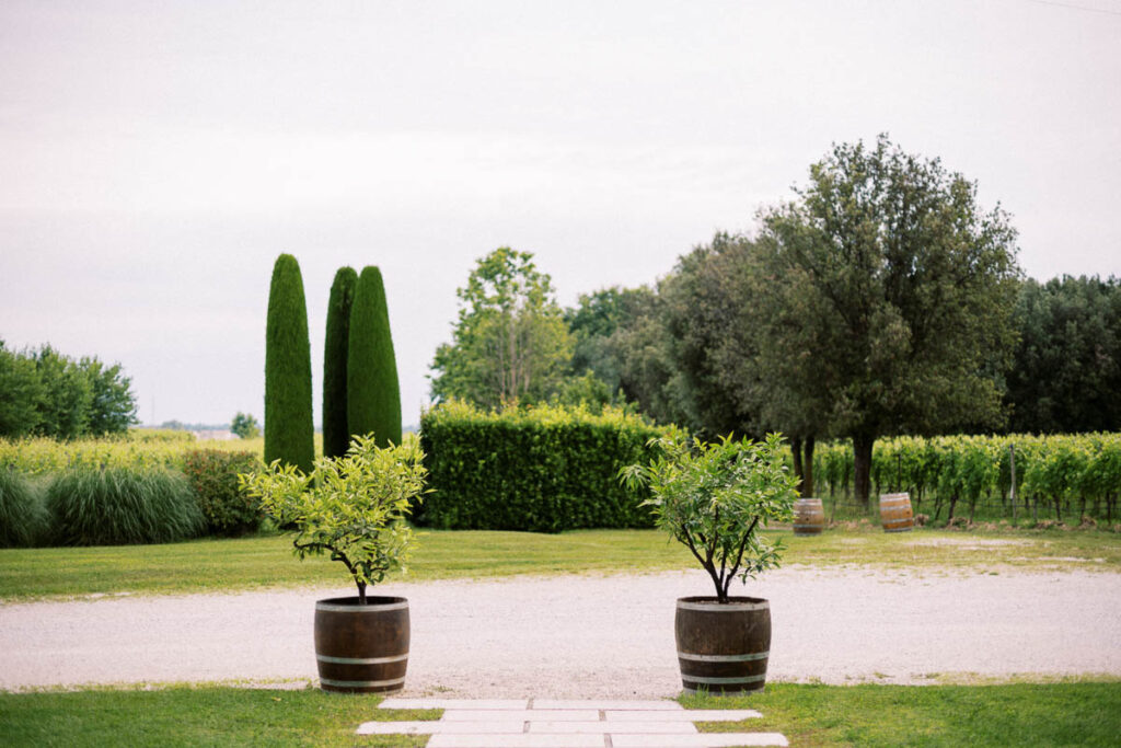 View of Vineyard in Italy