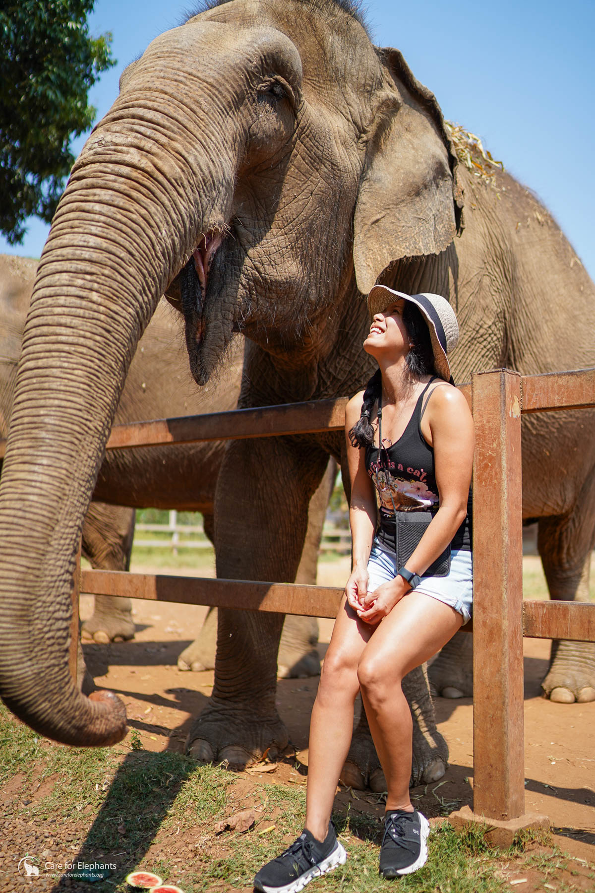 A traveler sitting on a fence beside an elephant in Thailand