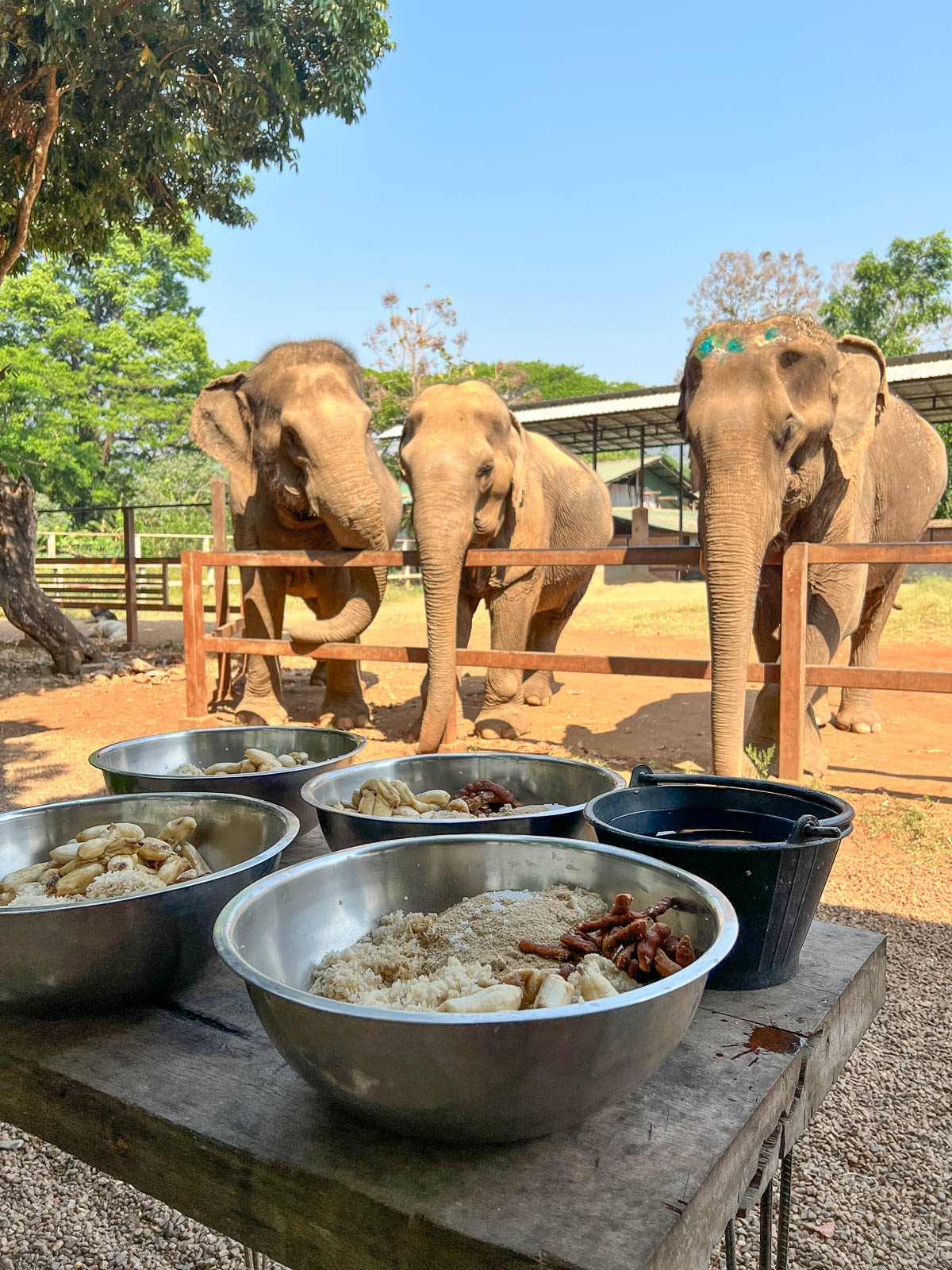 Elephants standing behind bowls of food at a sanctuary in Thailand