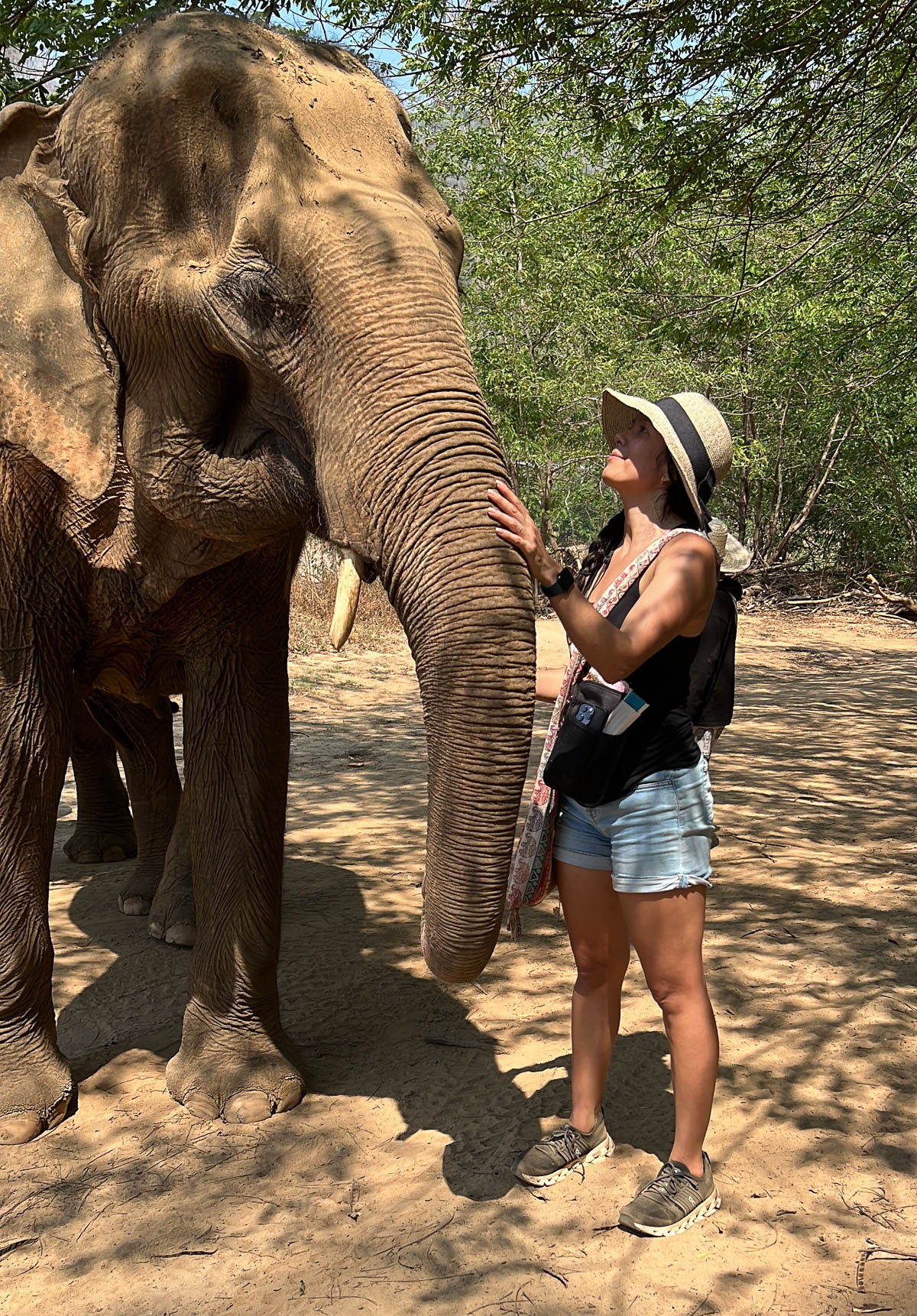 A traveler in a sun hat feeding an elephant in Thailand