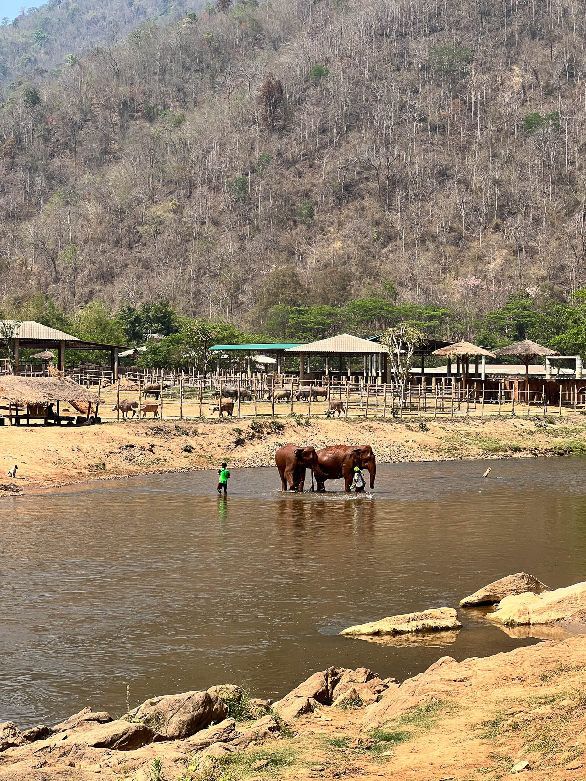 An elephant walking along a river in Thailand