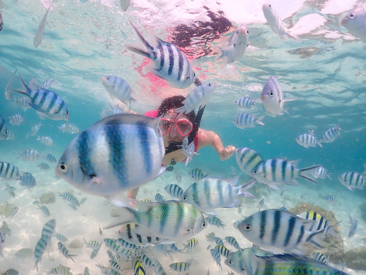 Striped tropical fish surrounding a snorkeler in Thailand