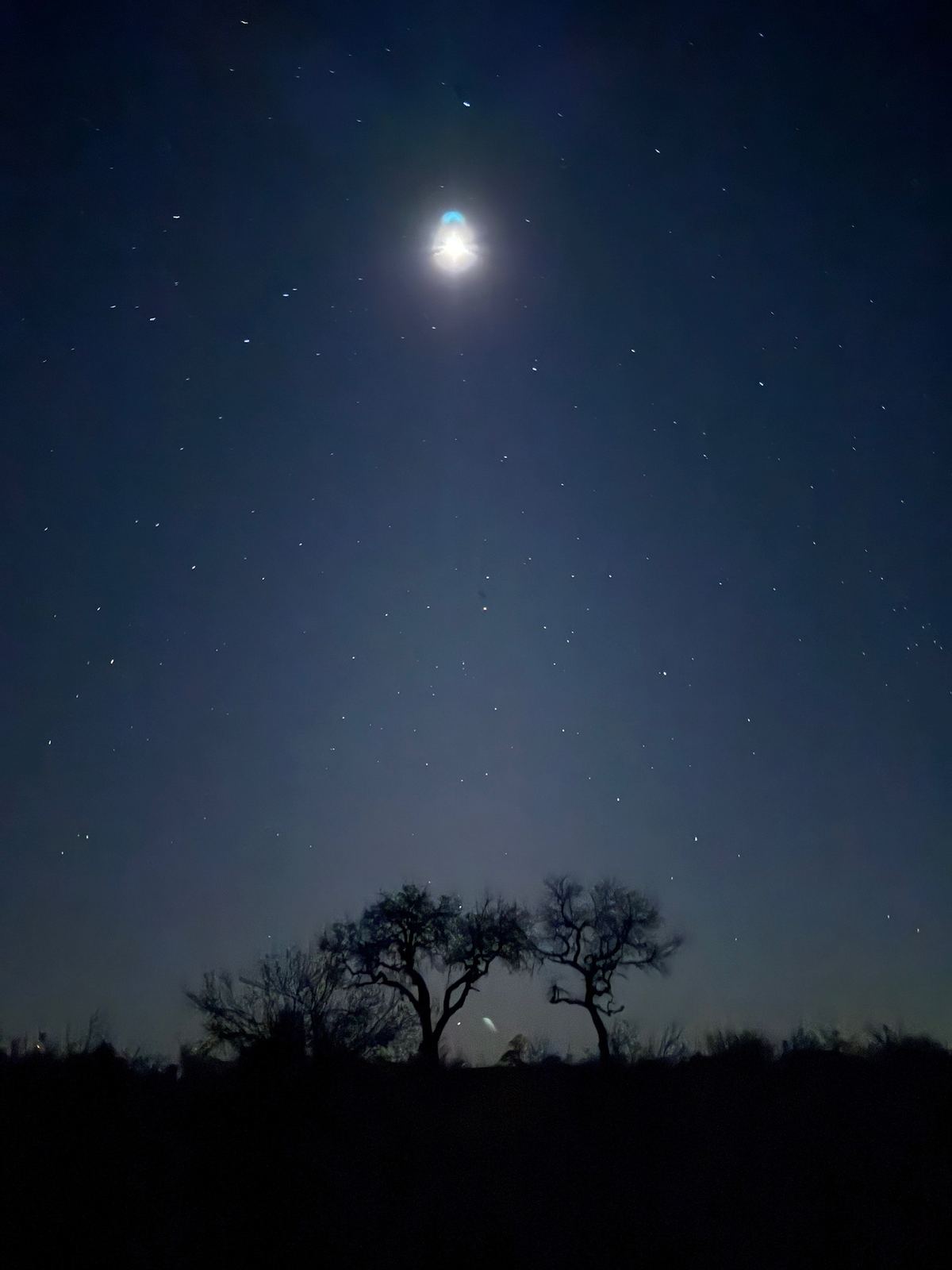 A bright moon over silhouetted acacia trees at Kings Camp
