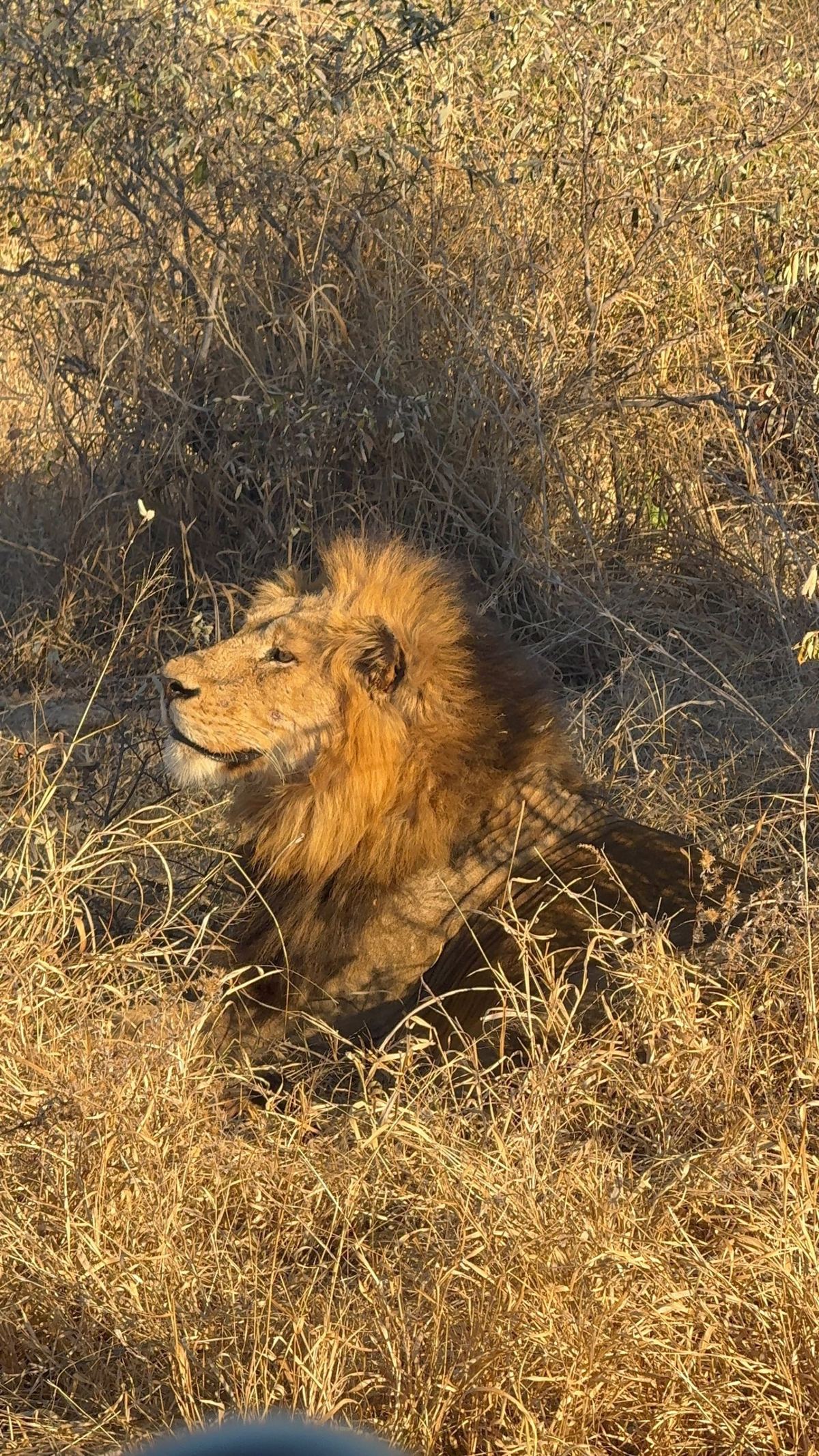 A male lion resting in golden grass in the Timbavati