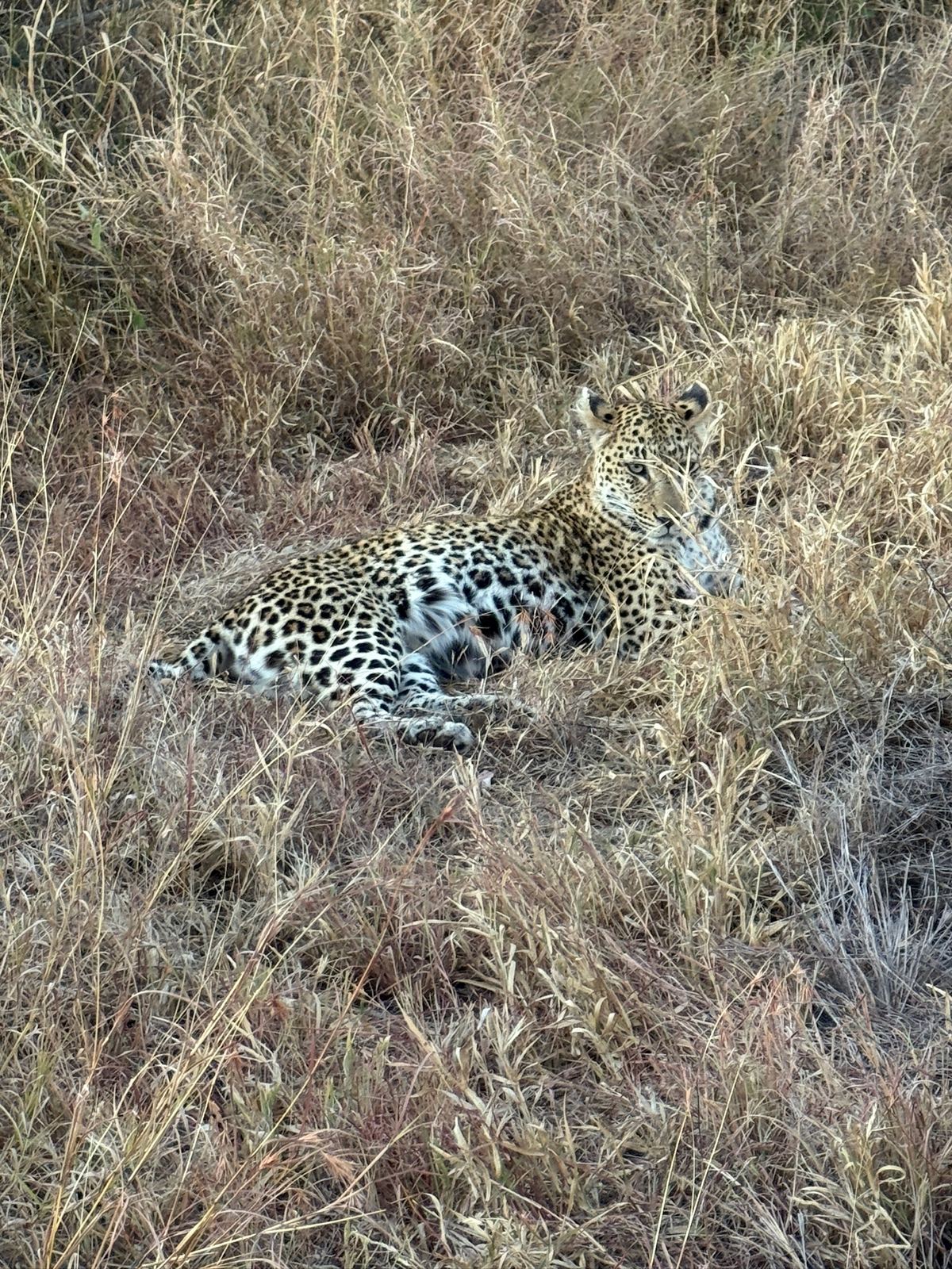 A leopard lying in dry grass at Kings Camp
