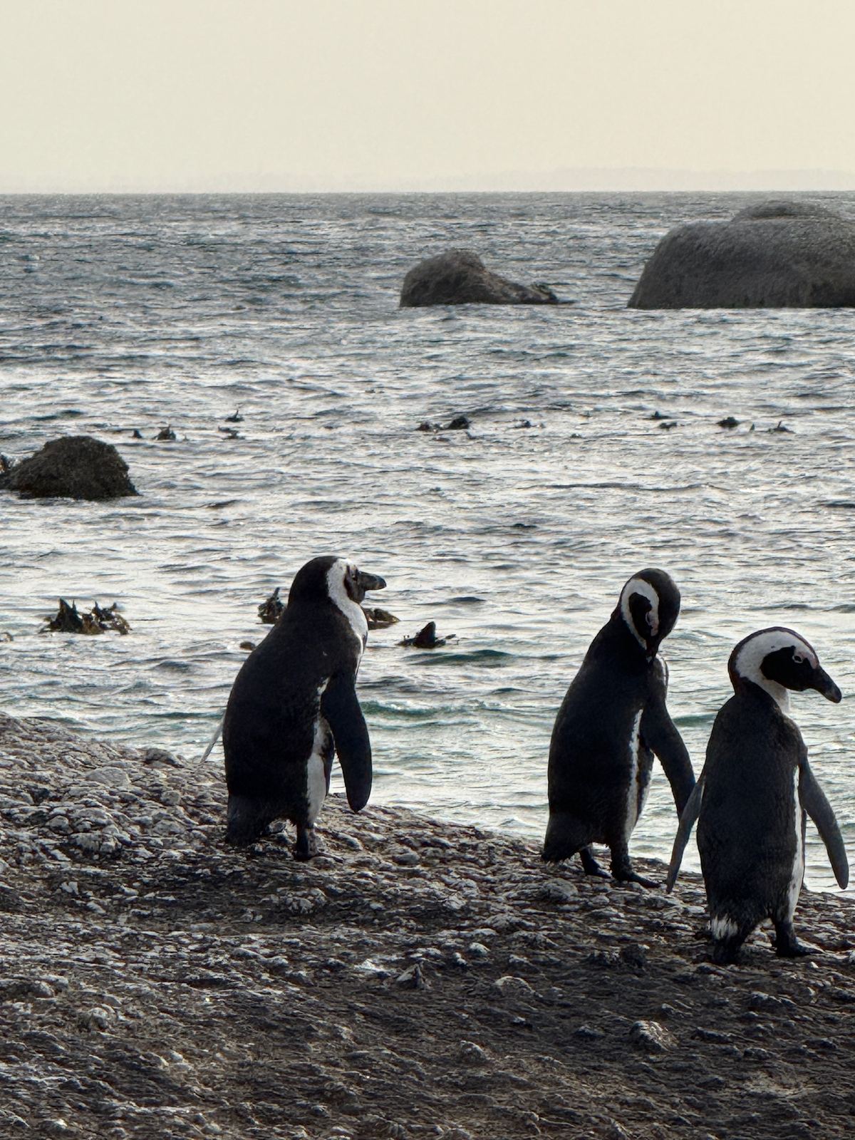 Three African penguins on the rocky shore at Boulders Beach