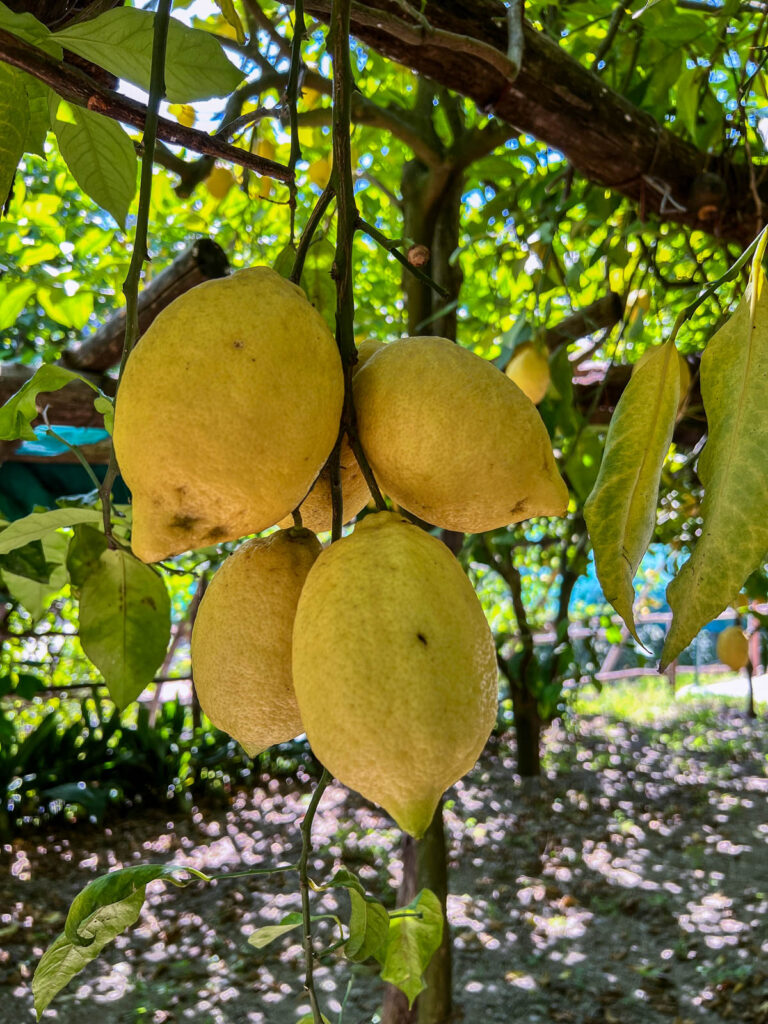Large Amalfi lemons hanging from the tree at the Amalfi Lemon Experience.