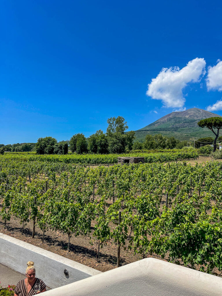 Rows of grapevines at Cantina del Vesuvio with Mount Vesuvius in the distance.