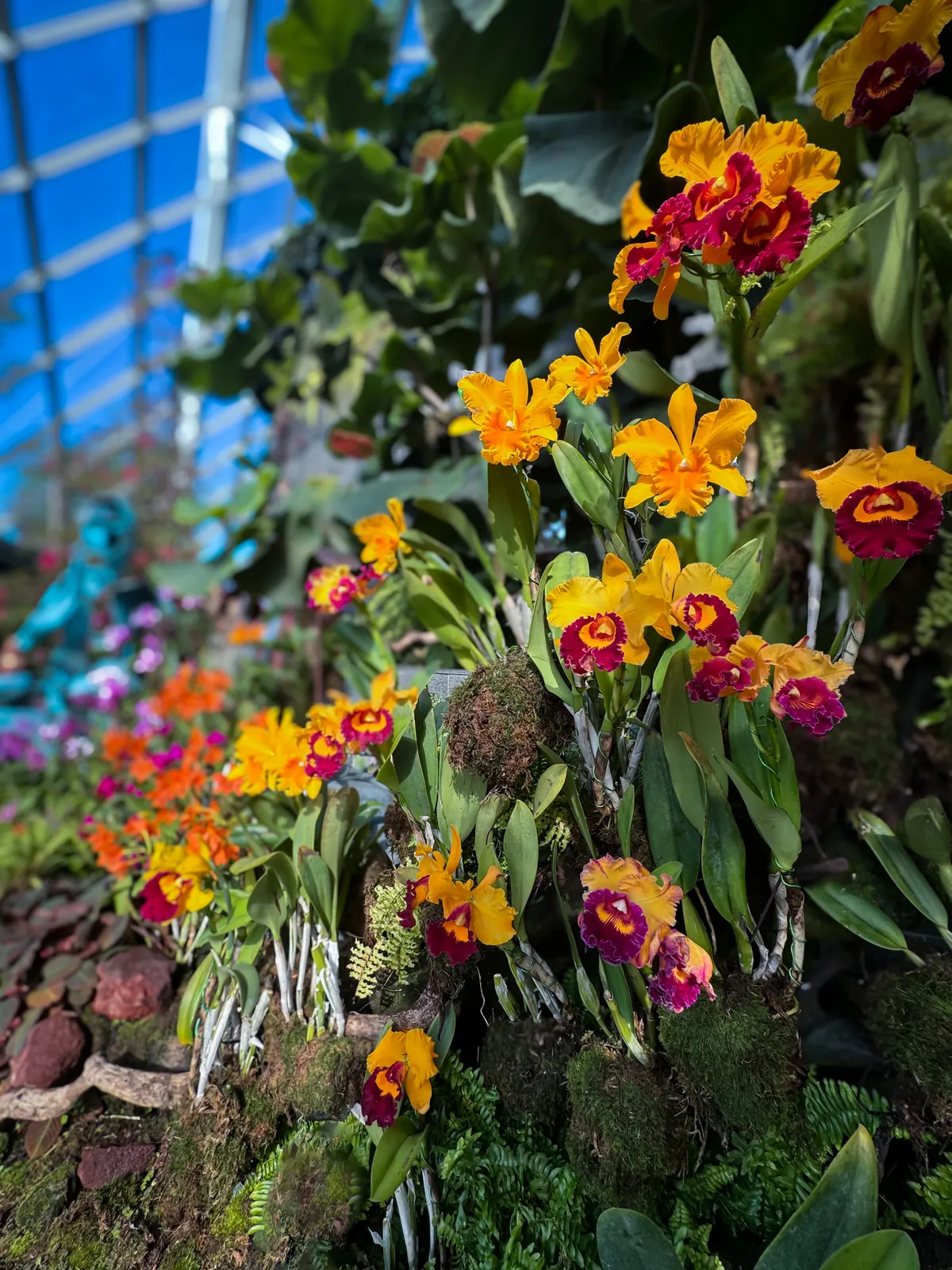 Yellow and magenta orchids blooming inside the Cloud Forest at Gardens by the Bay