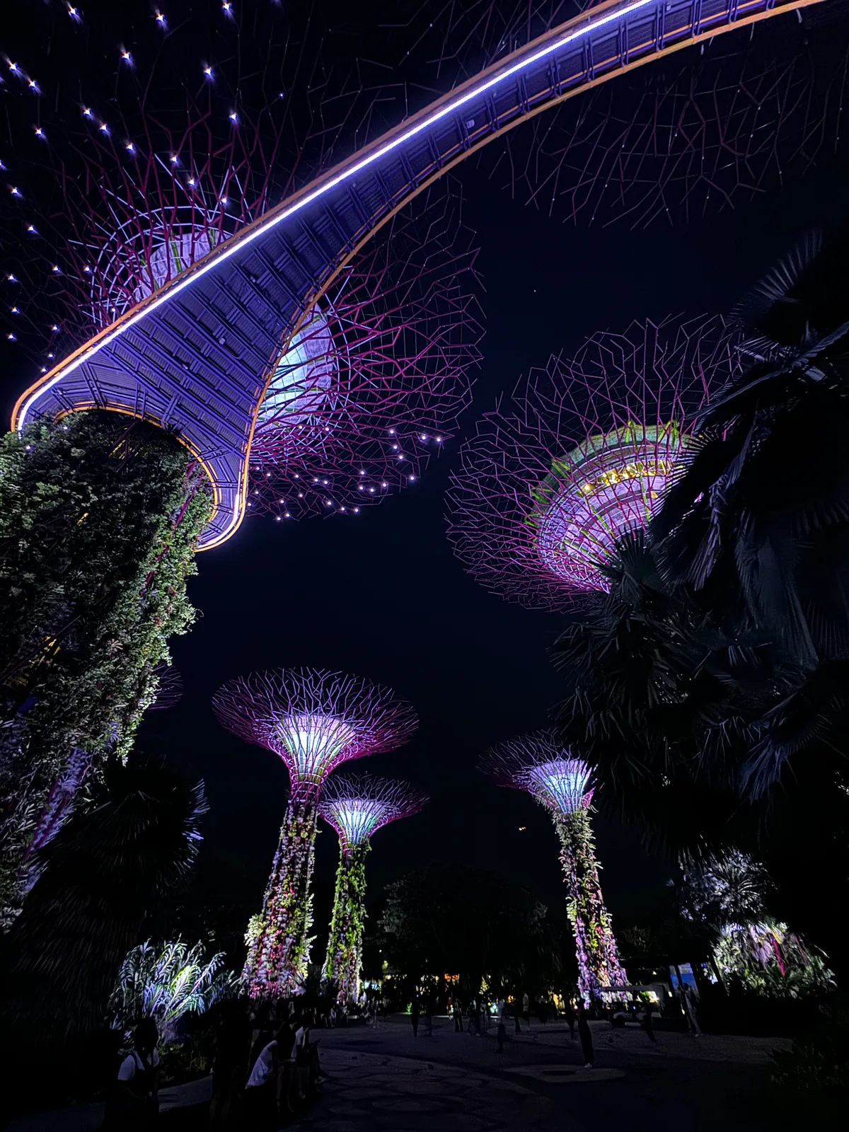 Looking up at the OCBC Skyway and Supertrees lit purple during the Garden Rhapsody light show