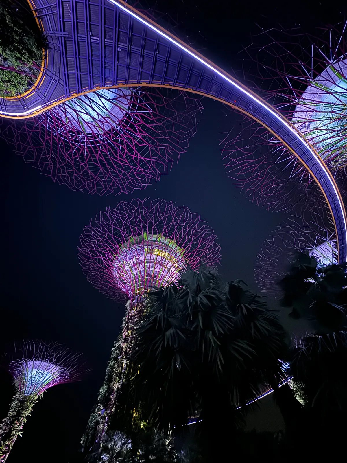 Purple and pink Supertree canopies under the Skyway during the Garden Rhapsody light show